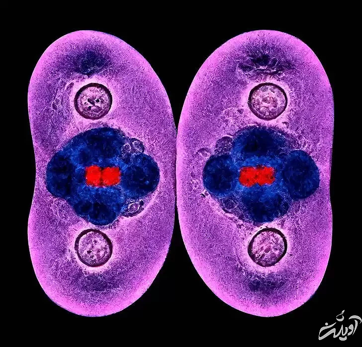 8 راز مهیج درمورد بدن انسان که احتمالاً نشنیده اید